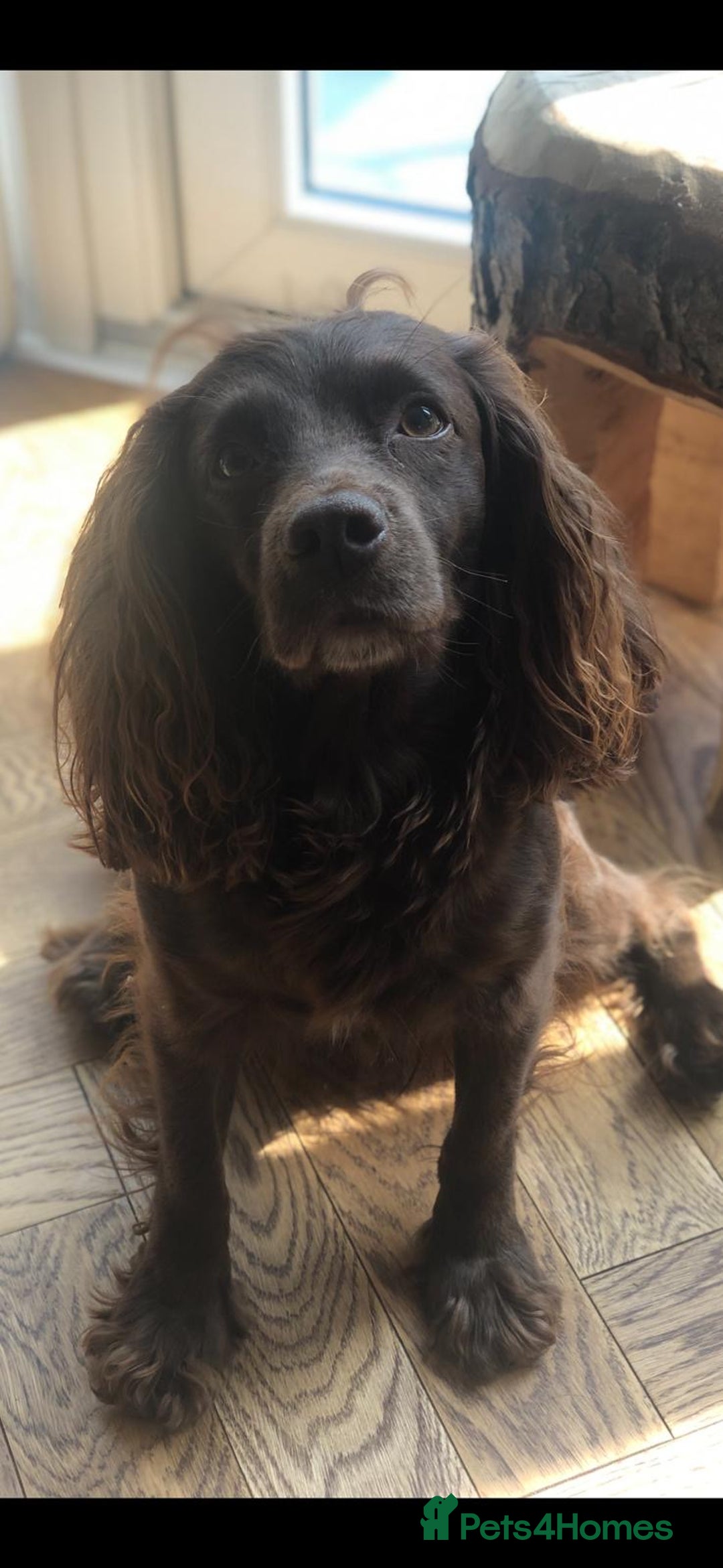 Cocker Spaniel dogs for sale: Working Cocker spaniel pup - Image 4