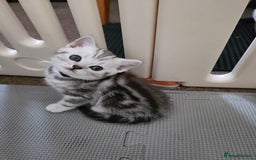 British Shorthair cats for sale: BSH Silver Tabby  - Image 19