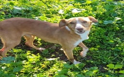 Mixed Breed dogs for adoption: Friendly, cute Little Mouse in Salisbury - Image 5