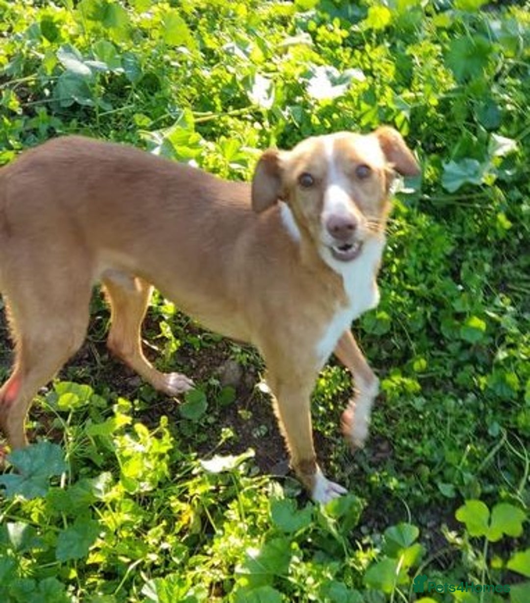 Mixed Breed dogs for adoption: Friendly, cute Little Mouse in Salisbury - Image 5