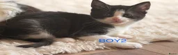 Mixed Breed cats for sale: 4 stunning long haired mixed breed kittens in Wakefield - Advert 5