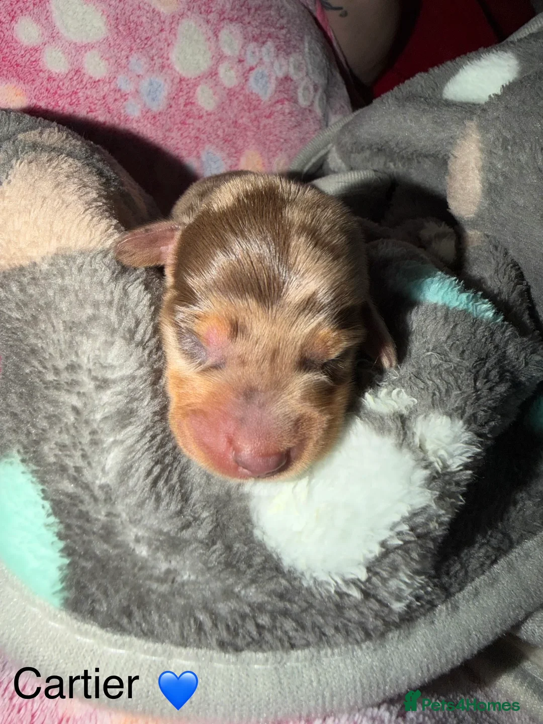 Miniature Dachshund dogs for sale: Miniature dachshund pups - Advert 7