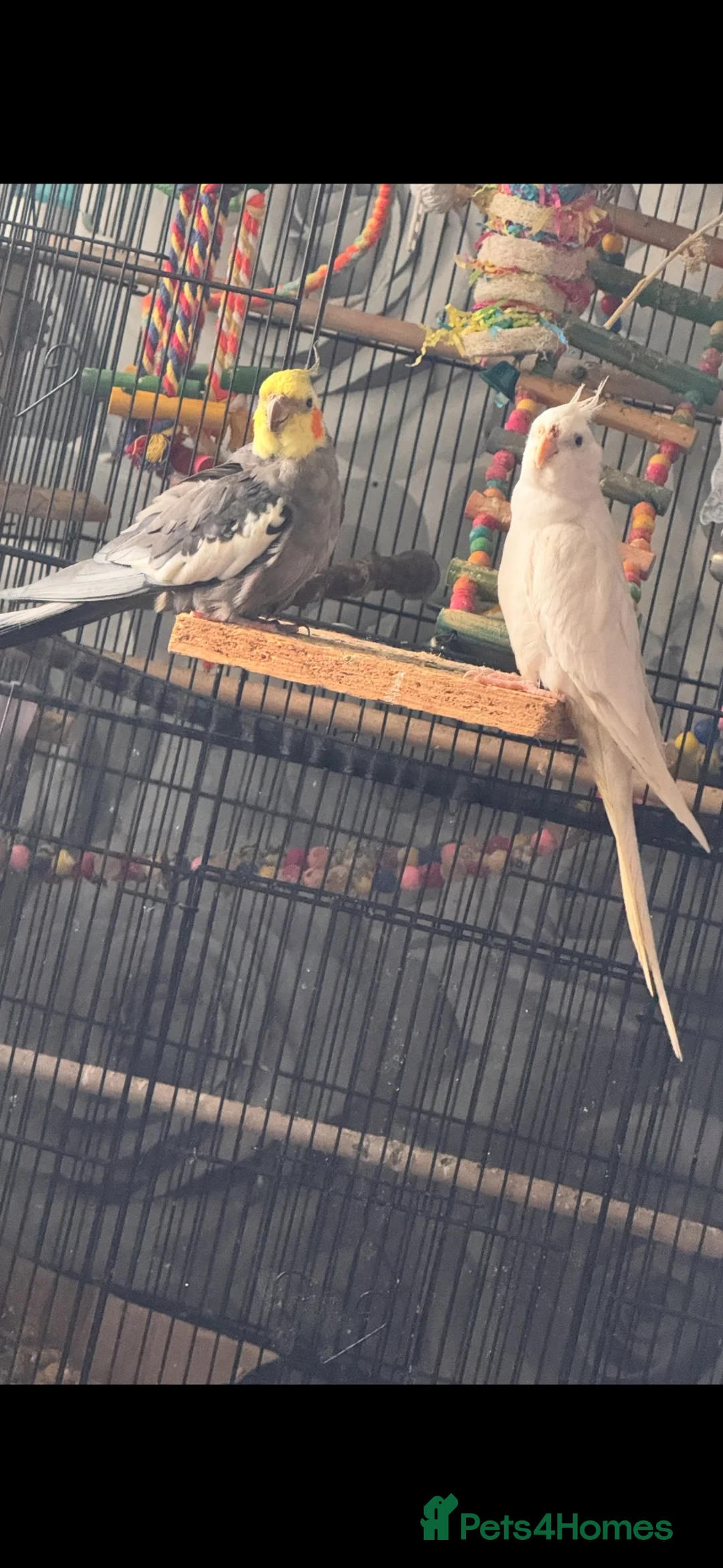 Cockatiels birds for sale: Cockatiel  - Advert 2