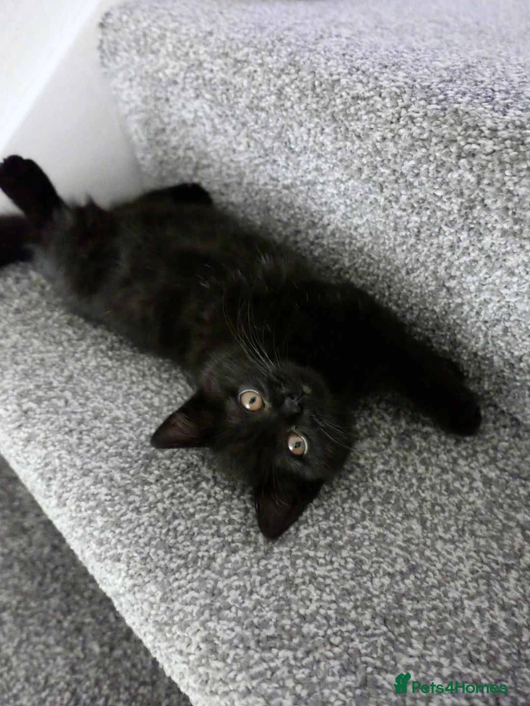 British Shorthair cats for sale: GCCF registered Black British Shorthair Kitten - Advert 10