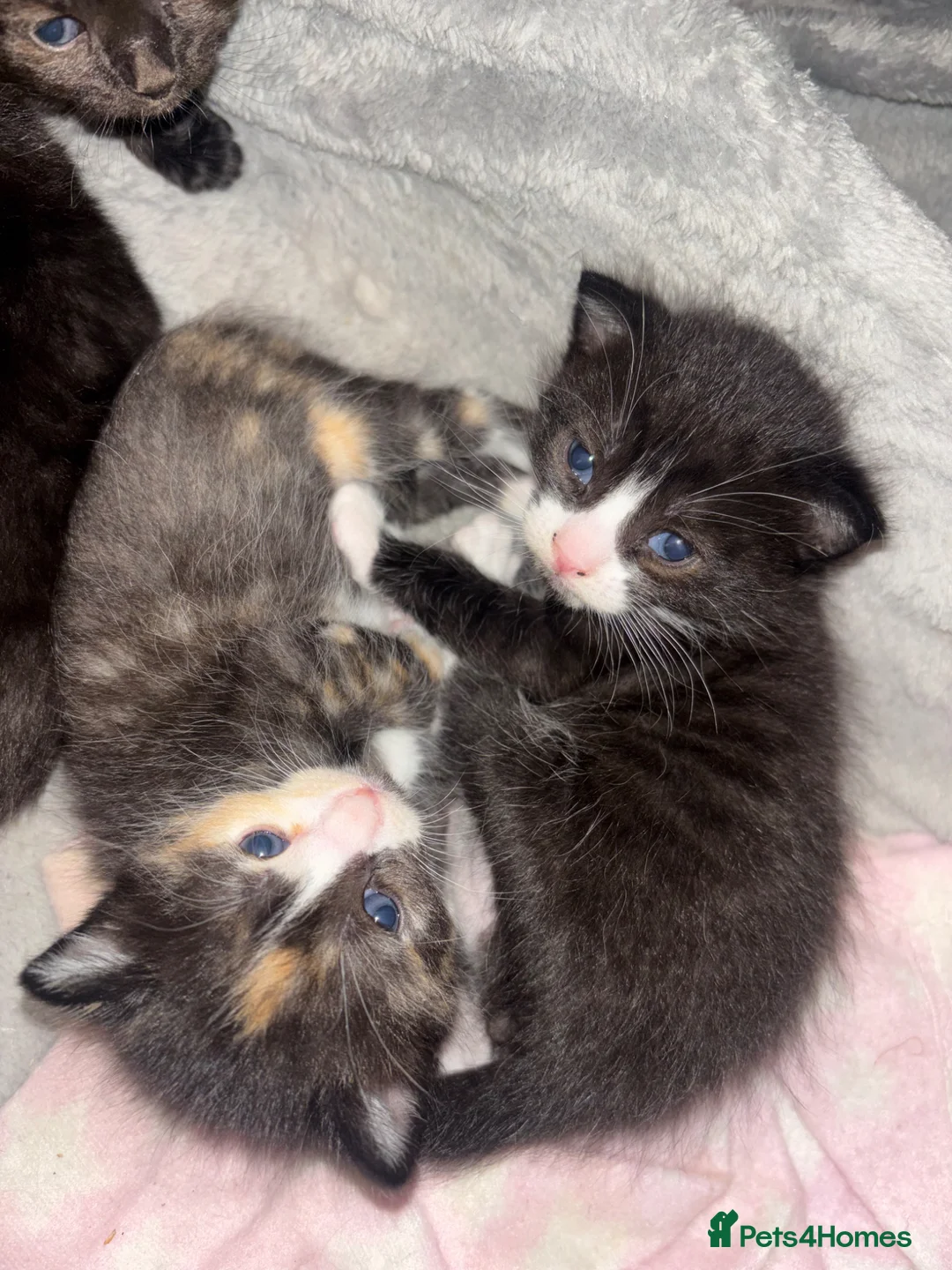 Mixed Breed cats for sale: Half ragdoll kittens  - Advert 4