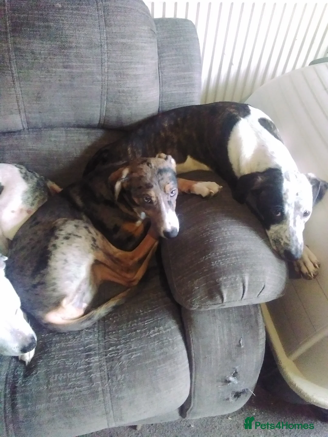 Mixed Breed dogs for sale: Female bullying greyhound  in Leicester - Advert 5