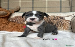 Staffordshire Bull Terrier dogs for sale: STAFFORDSHIRE BULL TERRIERS💚 - Image 16
