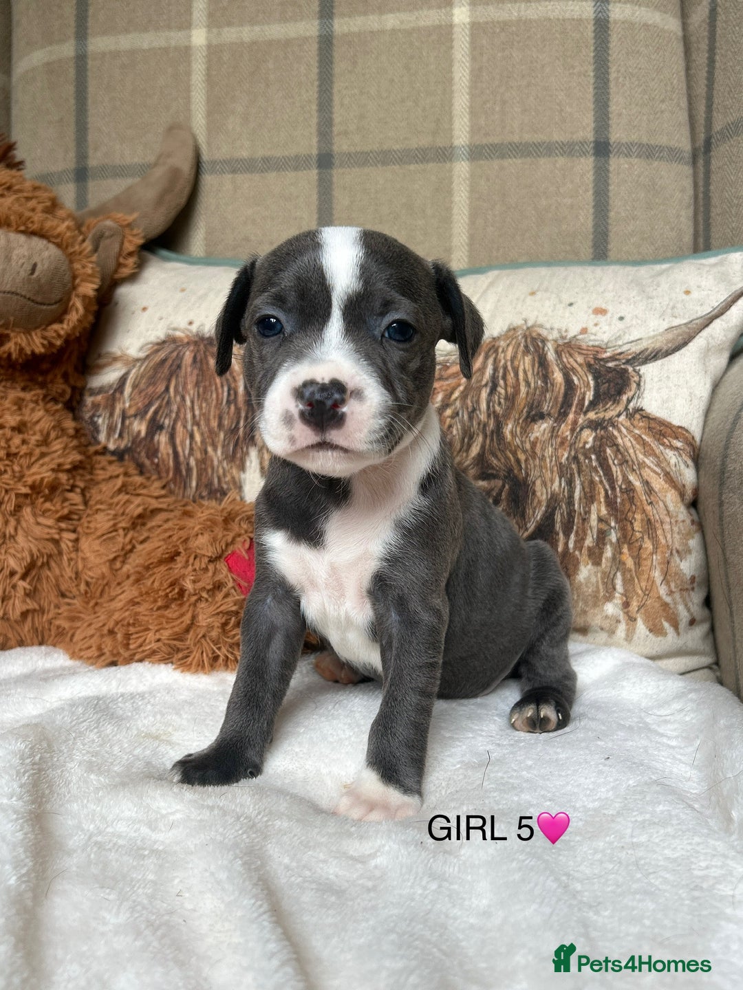Staffordshire Bull Terrier dogs for sale: STAFFORDSHIRE BULL TERRIERS💚 - Image 16