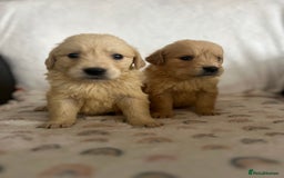 Golden Retriever dogs for sale: Beautiful golden retriever litter 🐶⭐️ - Image 24