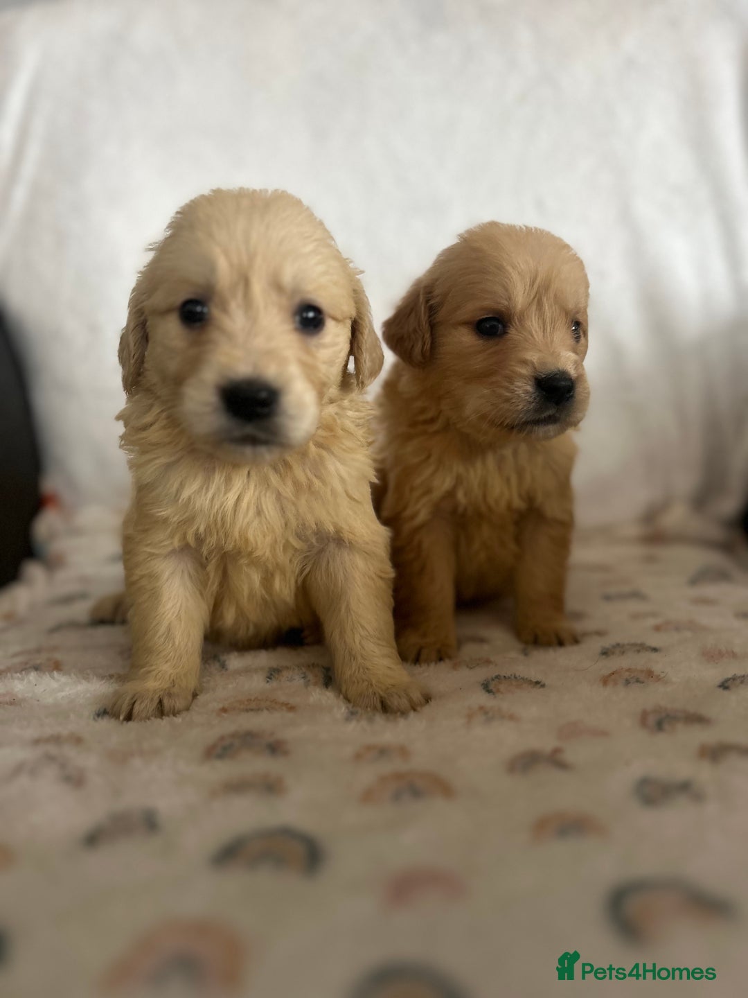 Golden Retriever dogs for sale: Beautiful golden retriever litter 🐶⭐️ - Image 24