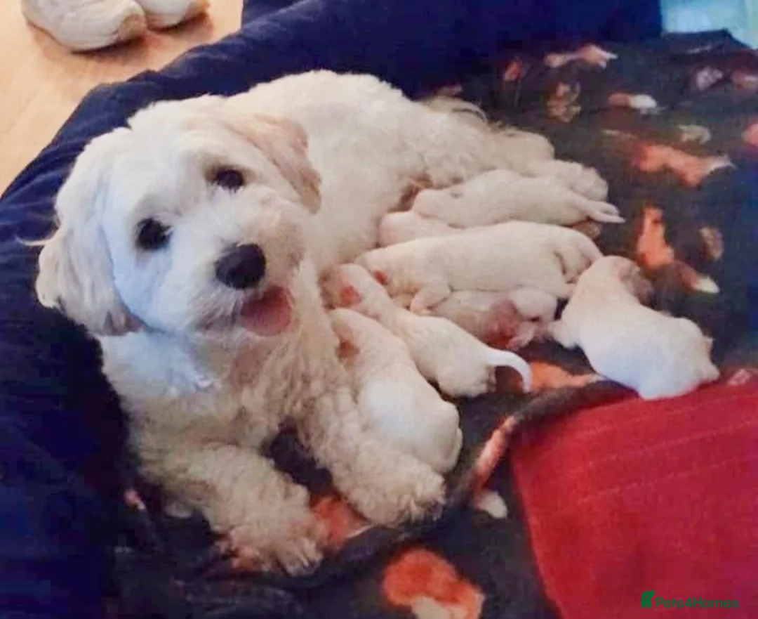 Coton De Tulear dogs for sale: Beautiful Full Coton de Tuléar Puppies in Banff - Advert 1