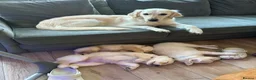 Golden Retriever dogs for sale: Golden Retriever 1 boy left 4 girls - Advert 3