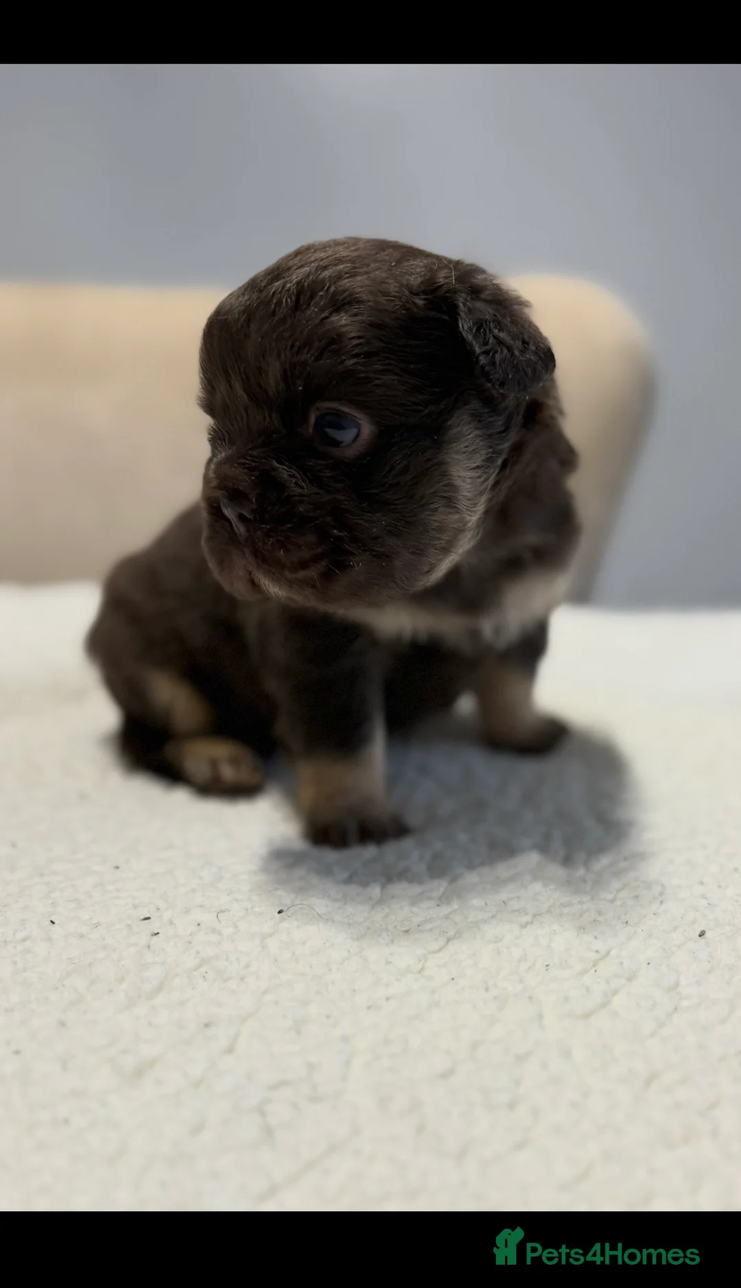 French Bulldog dogs for sale: Full fluffy French bulldogs  - Advert 1