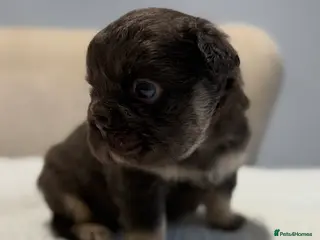 French Bulldog dogs Full fluffy French bulldogs - Advert 1