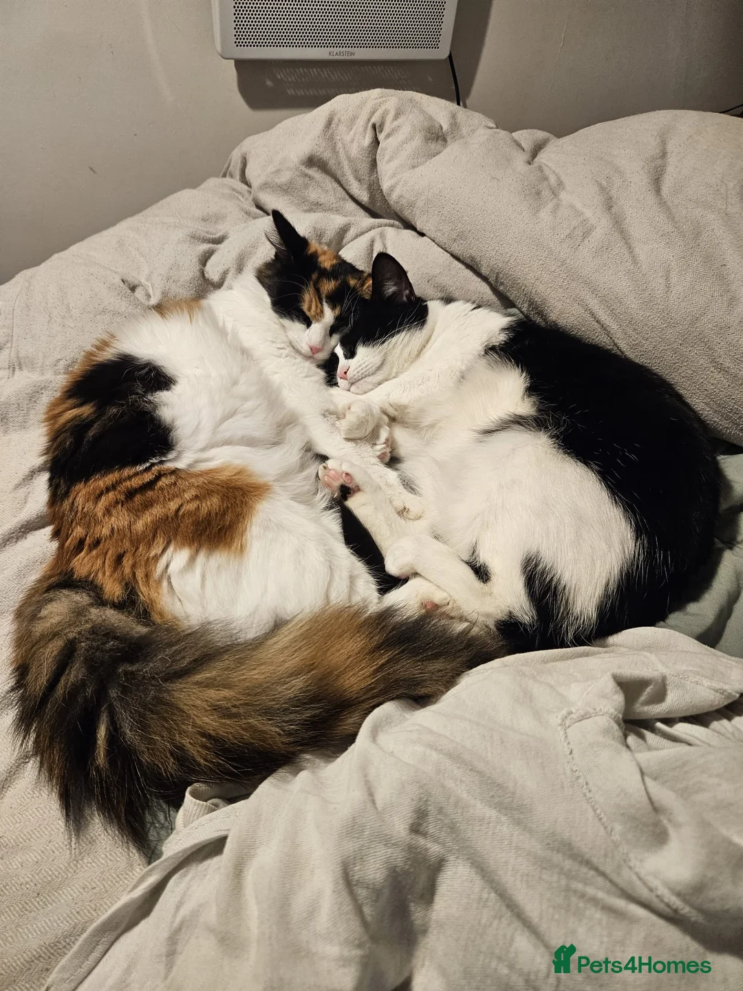 Mixed Breed cats for sale: CALICO X RAGDOLL MIXED KITTENS - Advert 1