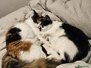 Mixed Breed cats CALICO X RAGDOLL MIXED KITTENS - Advert 1