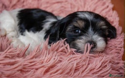 Lhasa Apso dogs for sale: Rare 5* Kyi-Leo Puppies ready for loving homes NOW - Image 11