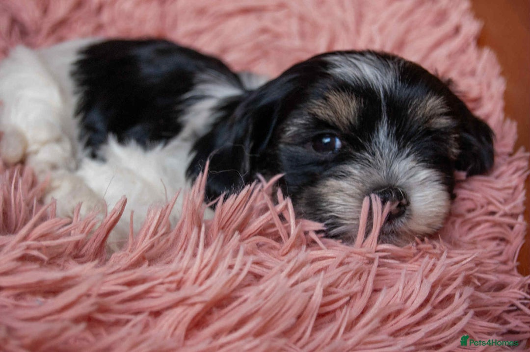 Lhasa Apso dogs for sale: Rare 5* Kyi-Leo Puppies ready for loving homes NOW - Image 11