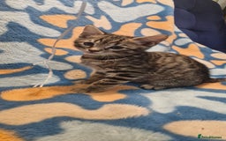 Bengal cats for sale: Bengal mix kittens for sale - Image 7