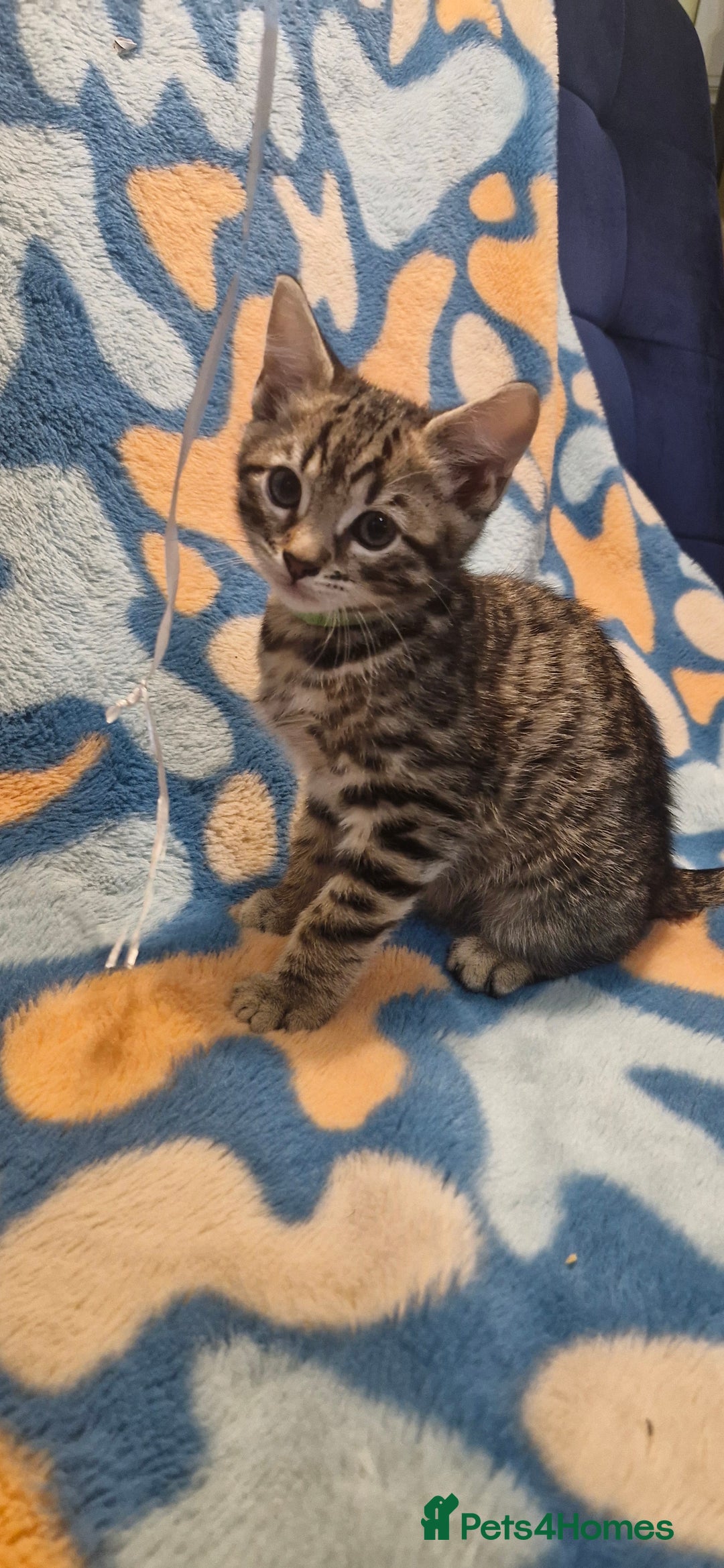 Bengal cats for sale: Bengal mix kittens for sale - Image 7