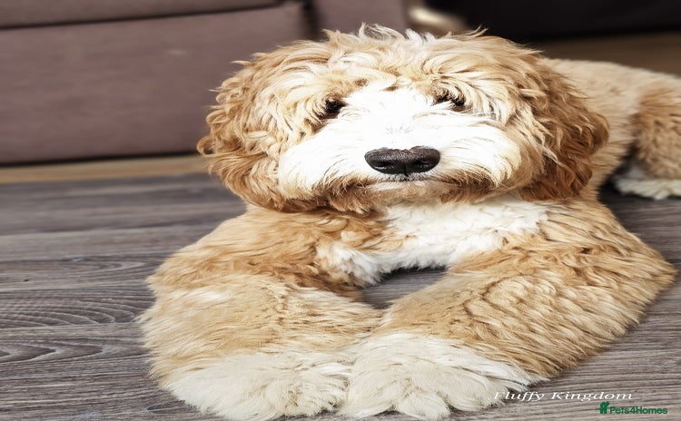 Labradoodle dogs - Advert 1