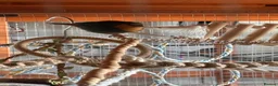 Finches birds for sale: Variety of Finches - Advert 6