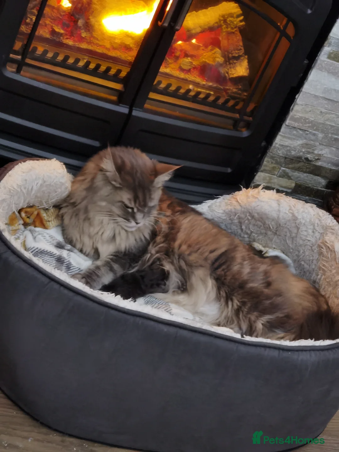 Maine Coon cats for sale: One beautiful silver Maine Coon kitten boy - Advert 5