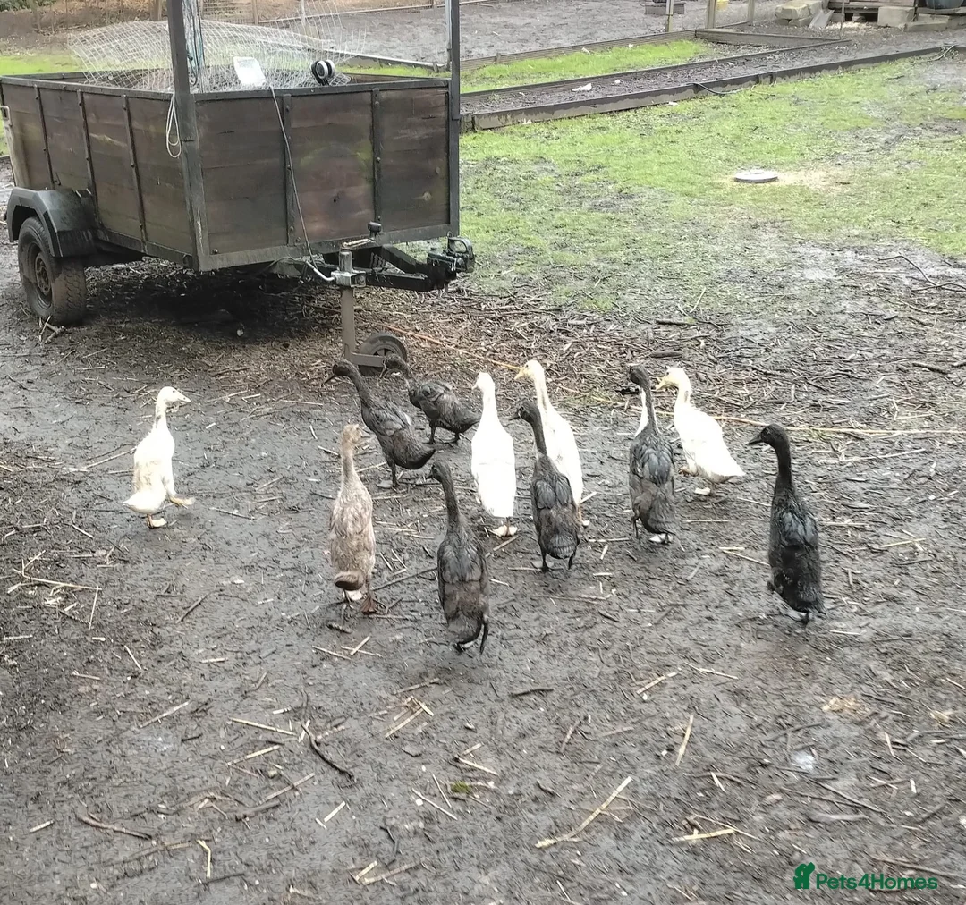 Ducks poultry for sale: Male and female runner ducks  - Advert 2