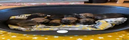 Border Terrier dogs for sale: KC registered Border Terrier Pups - Advert 7