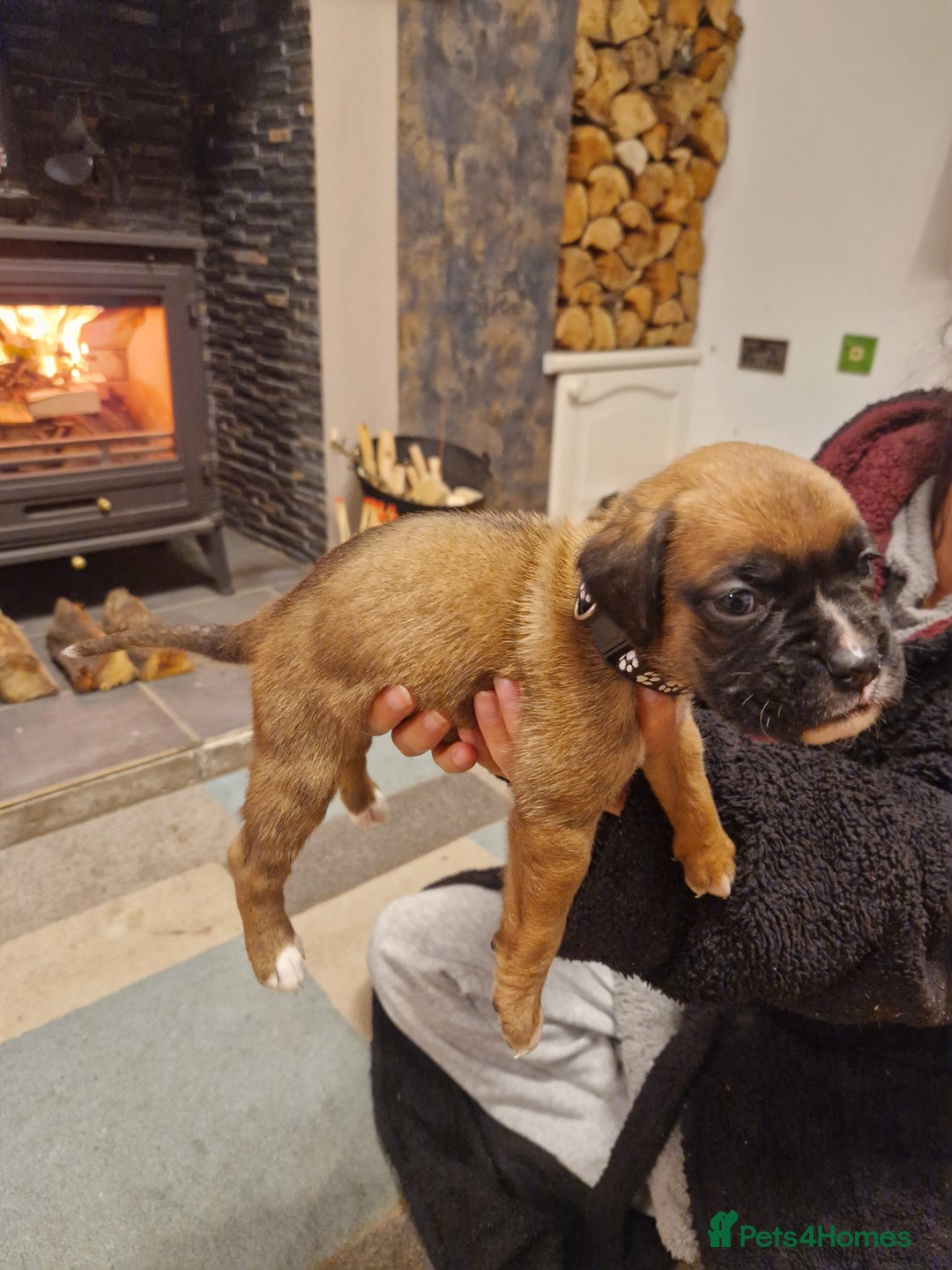 Boxer dogs for sale: Beautiful litter of KC reg bobtail boxer pups - Image 4