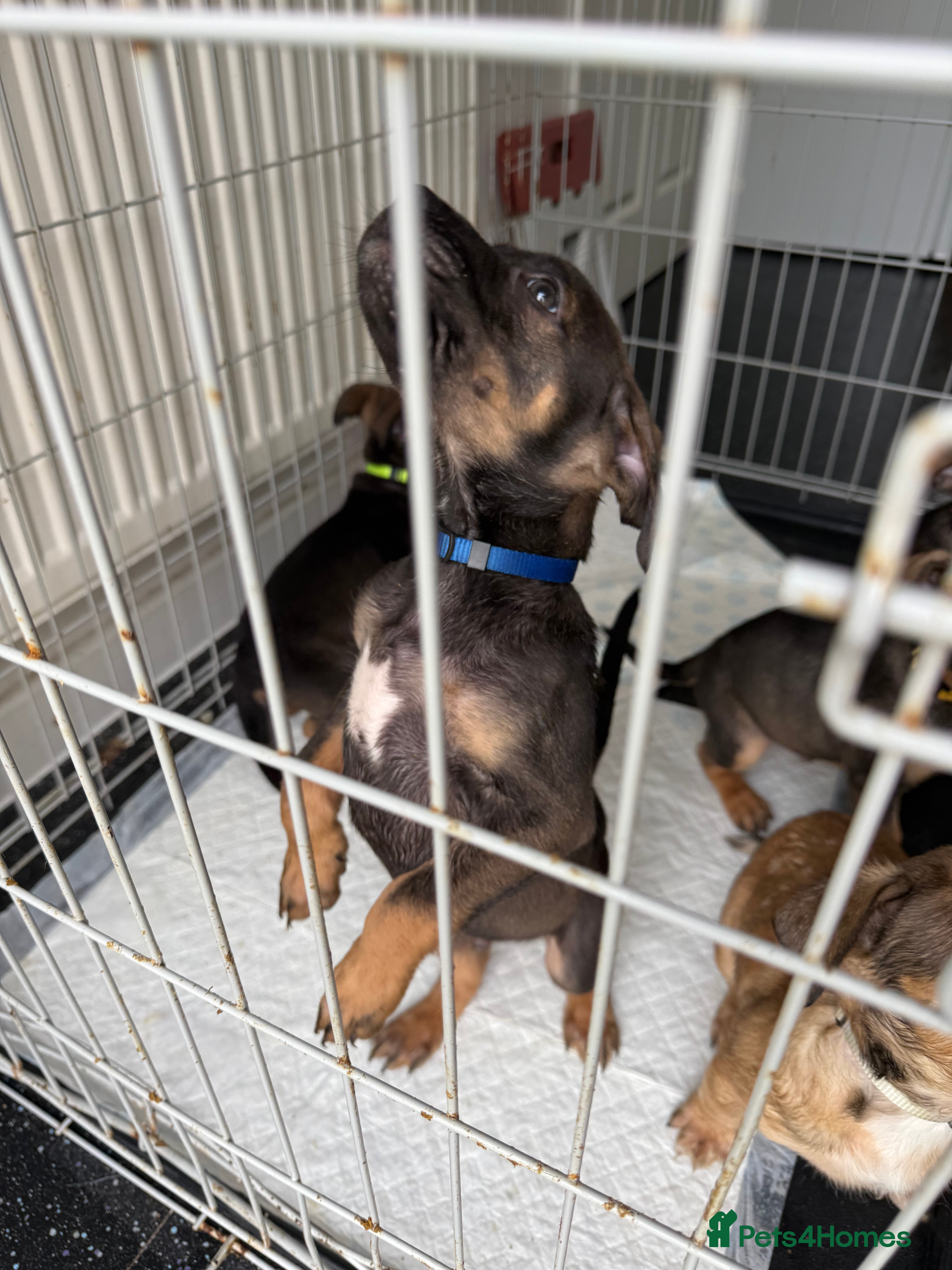 Mixed Breed dogs Pocket bully x Belgium mali in Rochester - Advert 15