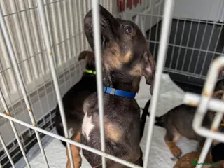 Mixed Breed dogs Pocket bully x Belgium mali in Rochester - Advert 15