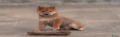 Japanese Shiba Inu 3