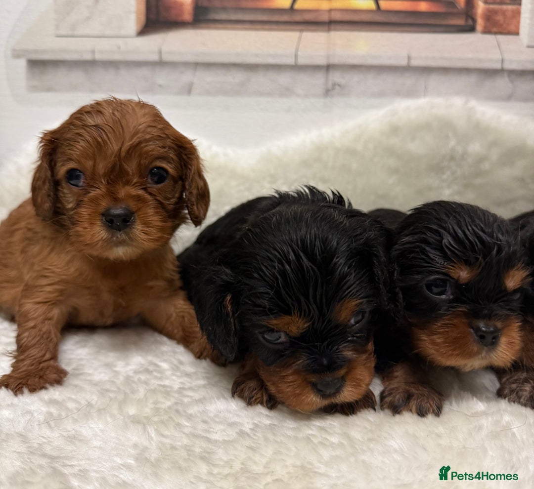 Cavalier King Charles Spaniel dogs for sale: KC King Charles Cavalier Puppies for sale  - Advert 7
