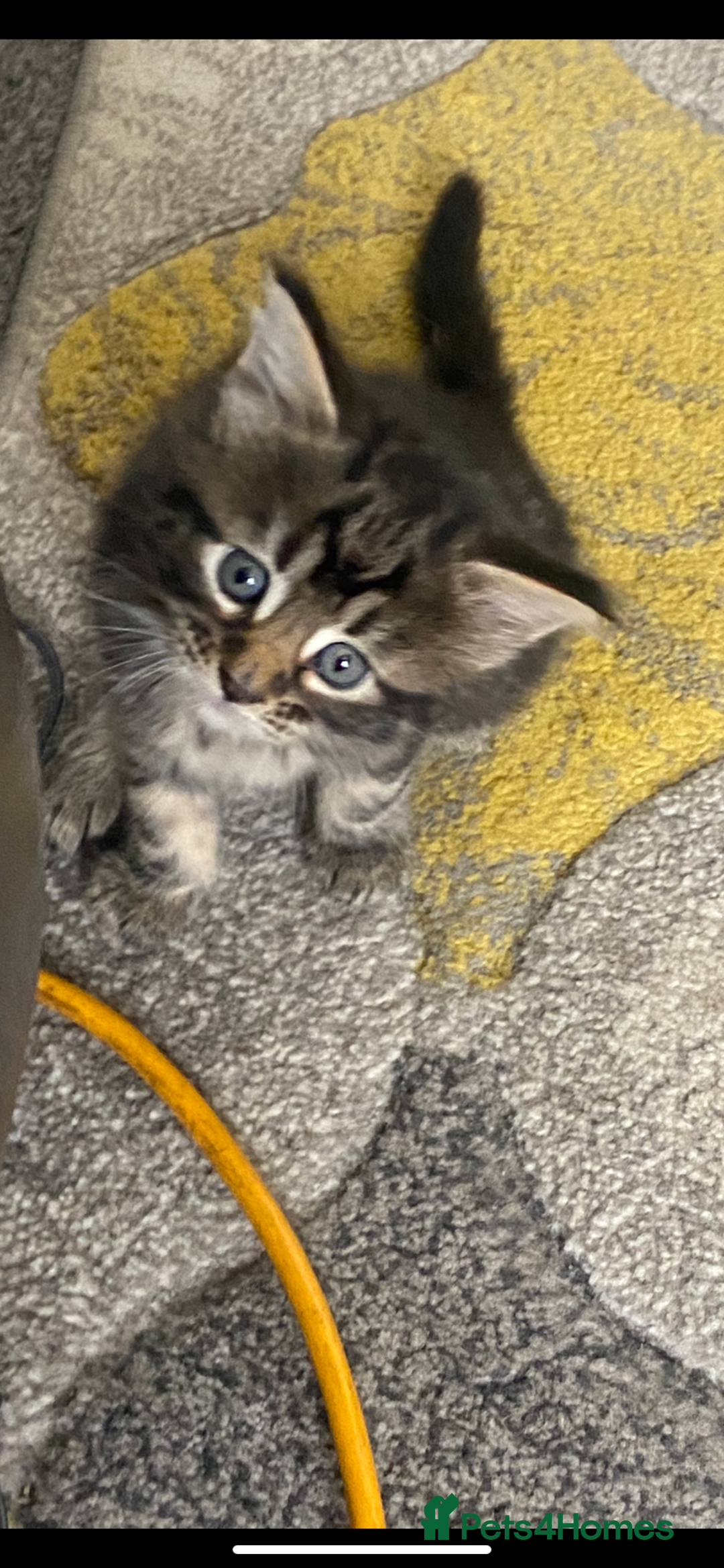 Mixed Breed cats for sale: Long haired tabby kittens  - Image 2