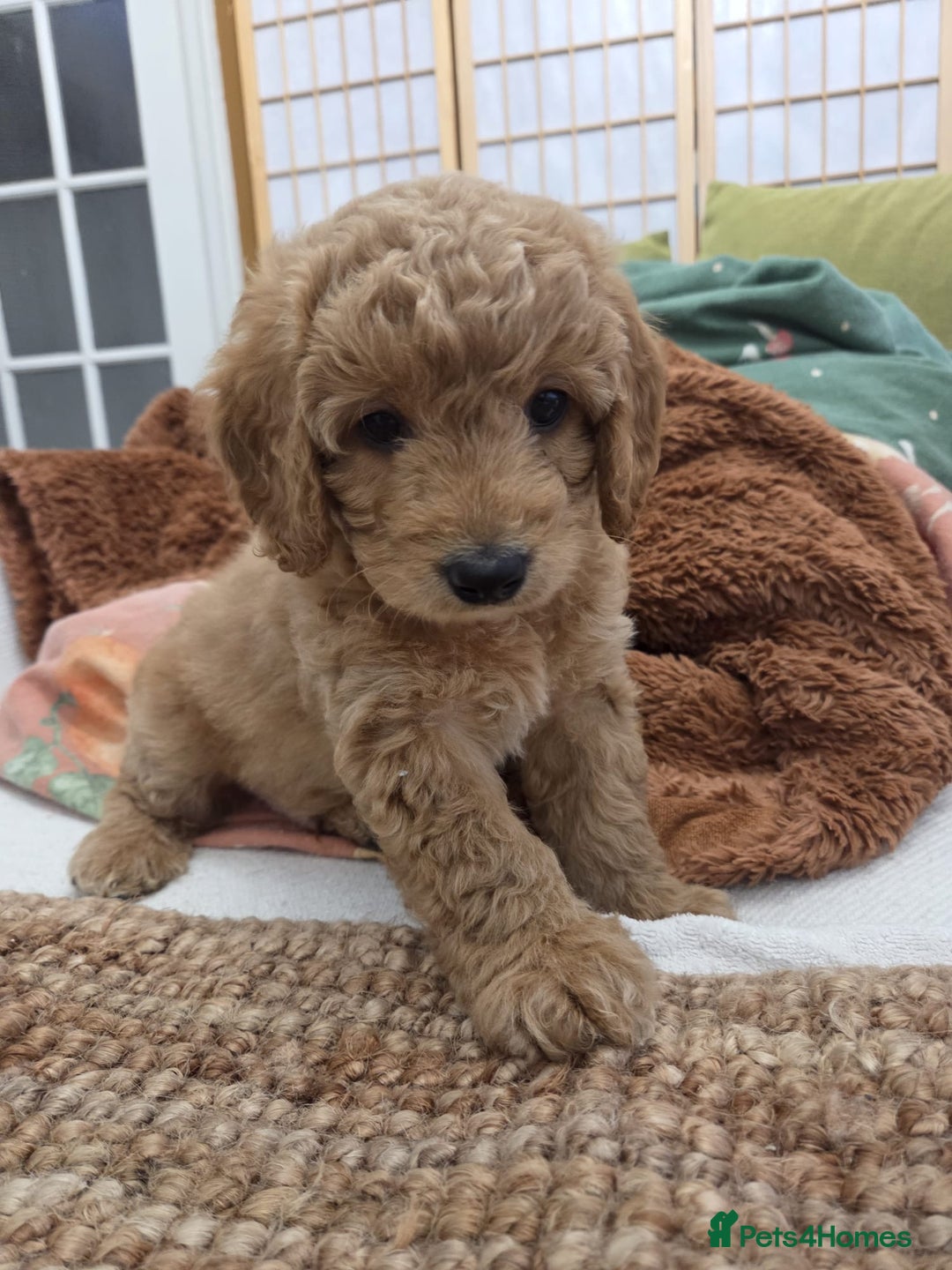 Cavapoo dogs for sale: Cavapoo looking for a forever home  - Advert 8