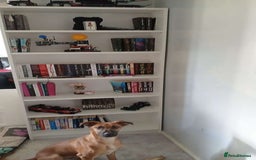 Mixed Breed dogs for sale: 14 month old German shepherd X Saluki  - Image 2