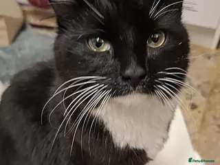 Ragdoll cats Maincoon mix - Advert 16