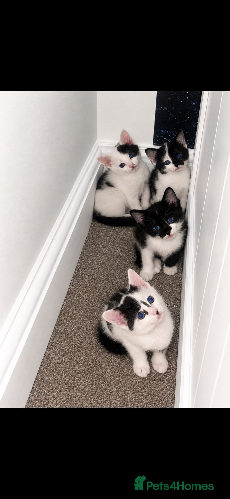 British Shorthair cats Beautiful black and white kittens with mum  - Advert 2