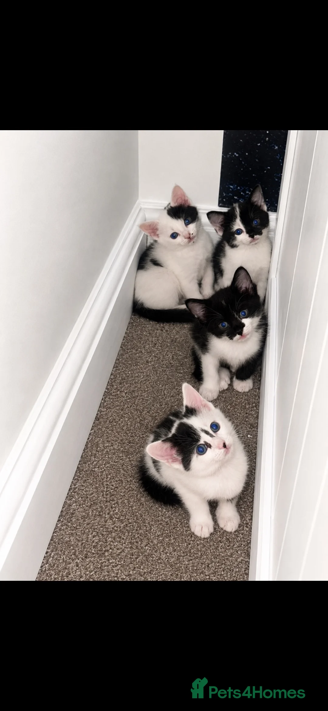 British Shorthair cats for sale: Beautiful black and white kittens with mum  in Swanley - Advert 1