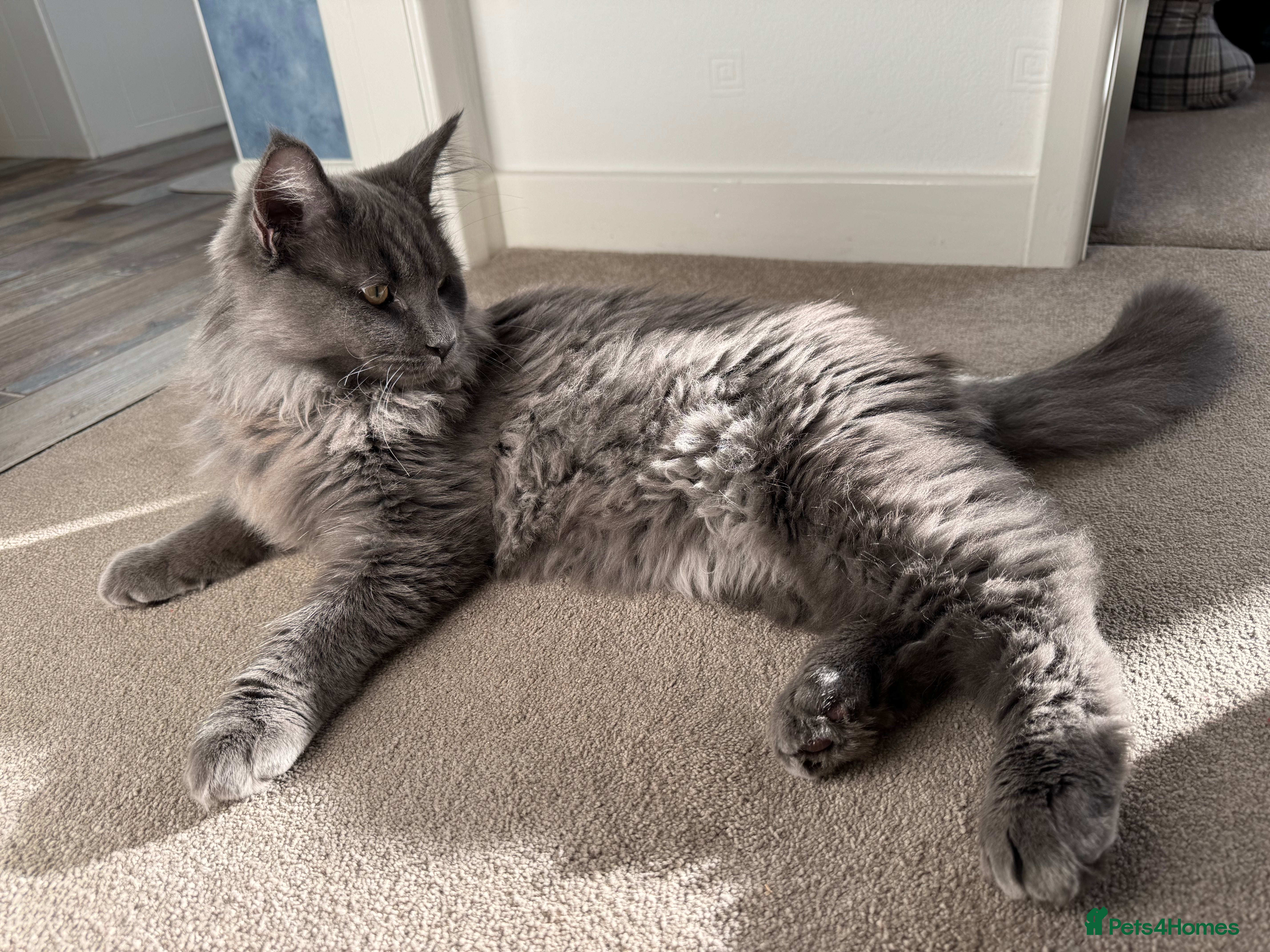 Maine Coon cats BlueSmoke Male Maine Coon🐾TICA Reg! ACTIVE!!  - Advert 5