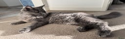 Maine Coon cats for sale: BlueSmoke Male Maine Coon🐾TICA Reg! ACTIVE!!  - Advert 1
