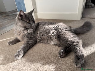 Maine Coon cats BlueSmoke Male Maine Coon🐾TICA Reg! ACTIVE!! - Advert 2