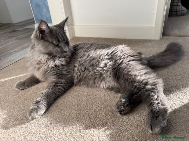 Maine Coon cats BlueSmoke Male Maine Coon🐾TICA Reg! ACTIVE!! - Advert 3