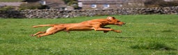 Labrador Retriever dogs for stud: KC REG FULLY HEALTH TESTED WORKING DARK RED STUD in Hawes - Advert 3