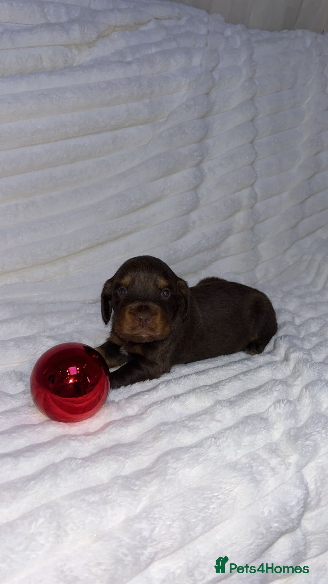 Cocker Spaniel dogs for sale: Cocker spaniel one  girl available  - Advert 3