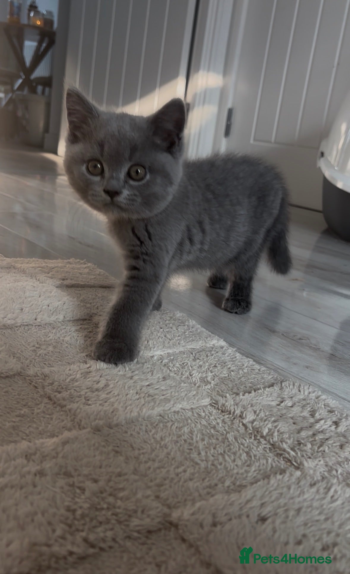 British Shorthair cats GCCF Blue British Short Hair Boy  - Advert 2