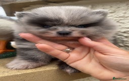 Pomeranian dogs for sale: Exotic quality mearle Poms with blue eyes 💙 - Image 2