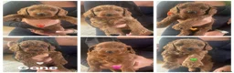 Cockapoo dogs for sale: F1B Cockapoos - Advert 7