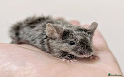 Mouse rodents for sale: Friendly Fancy Mice  - Image 3